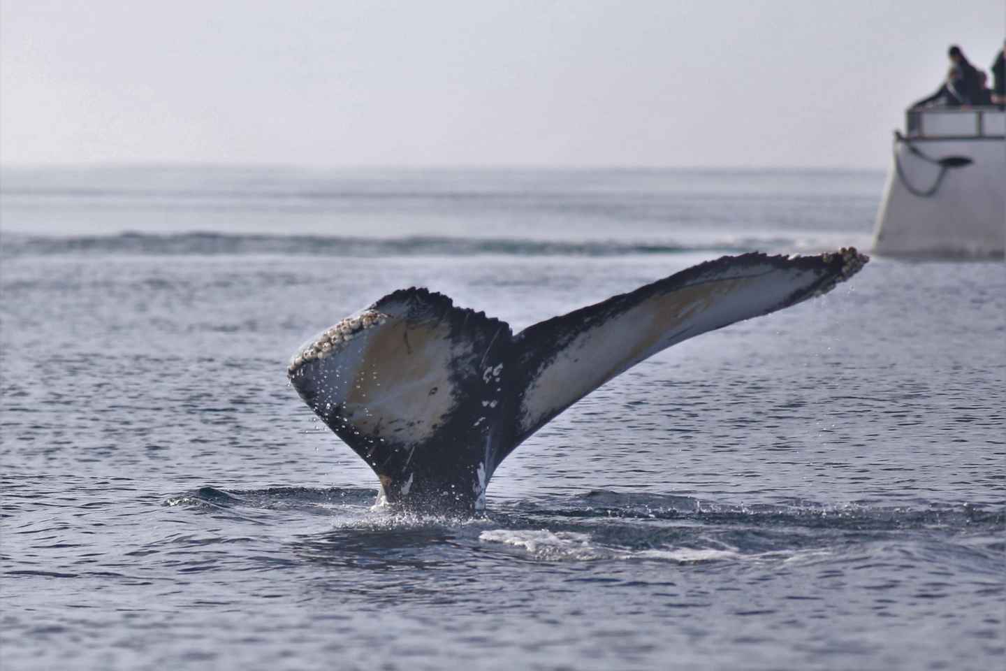 Reykjavik: Whale Watching Morning Expedition