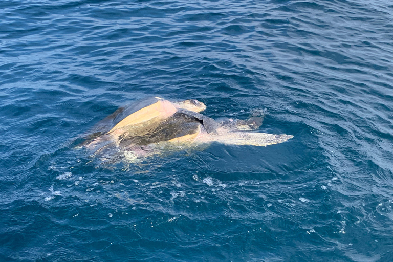 Puerto Escondido: Bootstour zu Delfinen und MeerestierenPrivate Tour