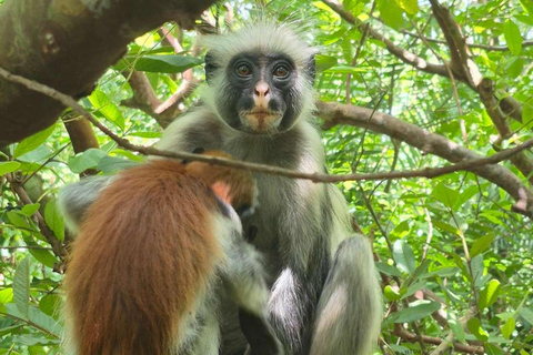 Zanzibar: Salaam Cave, Jozani Forest & The Rock Restaurant Self Transfer Experience