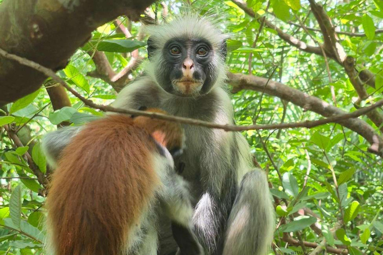 Zanzibar: Salaam Cave, Jozani Forest & The Rock Restaurant Self Transfer Experience