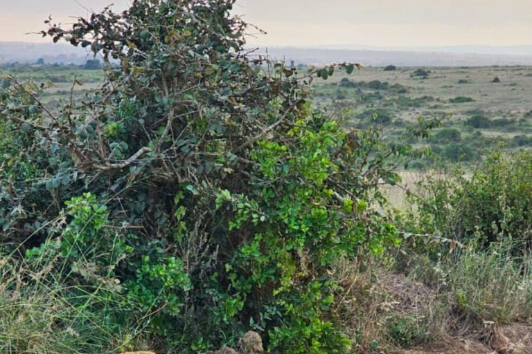 3 Days Private tour to Buffalo Springs National Reserve
