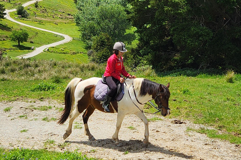 Auckland: Honey Center, Horse Riding & Sheep World Tour