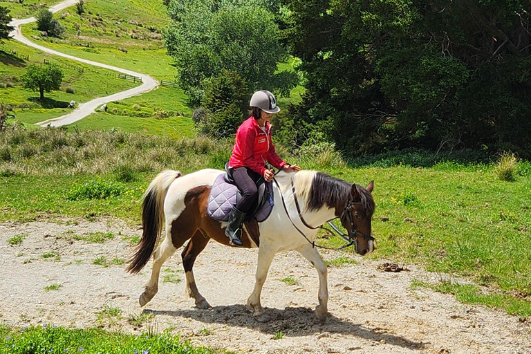 Auckland: Honey Center, Horse Riding & Sheep World Tour