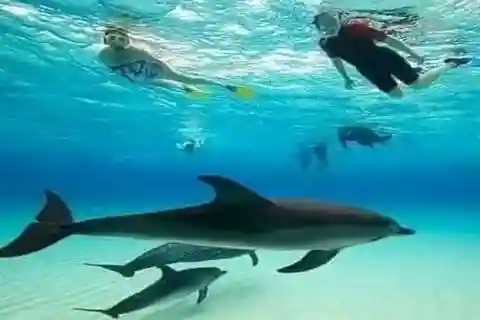 From Nungwi: Mnemba Island Dolphin Watching and Snorkeling
