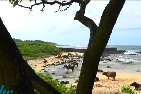 Mauricio: Excursión en Jeep por el Sur de Mauricio