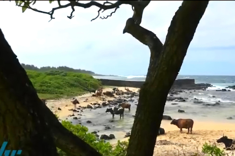 Mauricio: Excursión en Jeep por el Sur de Mauricio
