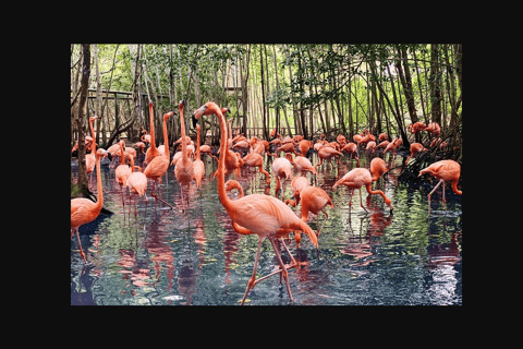 EXCURSIÓN TERRESTRE ISLA DEL ENCANTO + VISITA AL AVIARIO