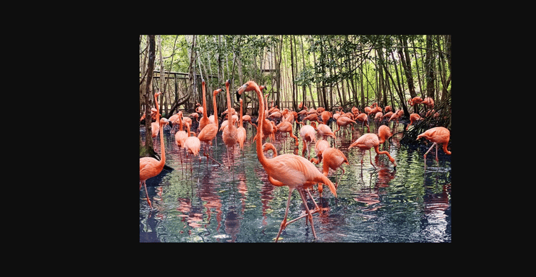 LAND DAYTOUR ISLAND OF CHARM + VISIT TO THE AVIARY | GetYourGuide