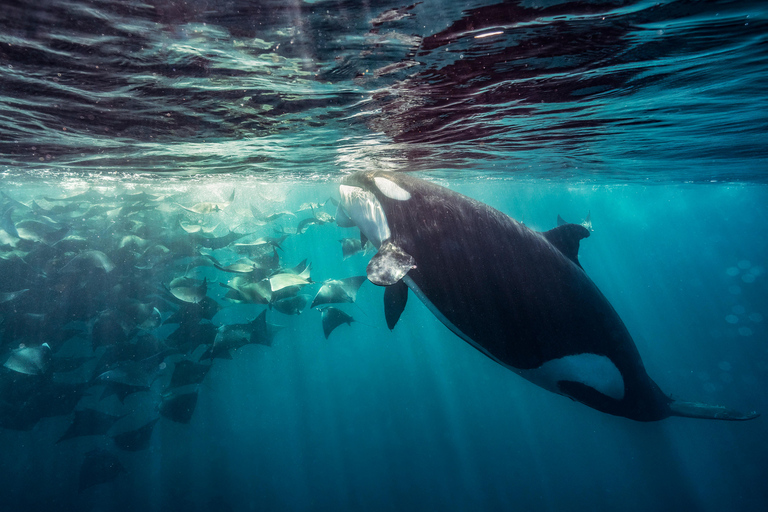 Ocean Safari: Sea Lions, Dolphins, Mobulas, Orcas and Whales La Paz Ocean Safari: Sea Lions, Mobula Rays, Dolphins, Orcas