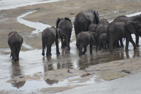 Arusha: Excursión de un día al Parque Nacional de Tarangire con safari en coche