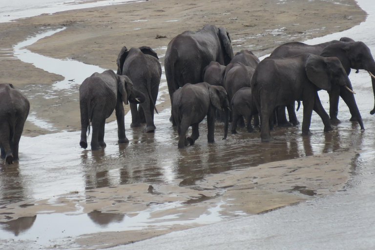 Arusha: Excursión de un día al Parque Nacional de Tarangire con safari en coche