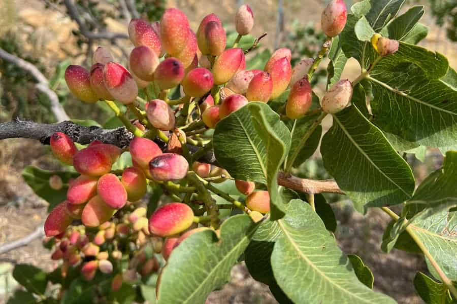 Bronte: Tour durch die Pistazienfelder mit Besuch und Verkostung. Foto: GetYourGuide