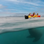 Kaikoura: Seal-Watching Pedal Kayak Tour Kaikoura: Seal-Watching Pedal Kayak Tour