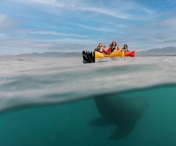 Kaikoura: Seal-Watching Pedal Kayak Tour