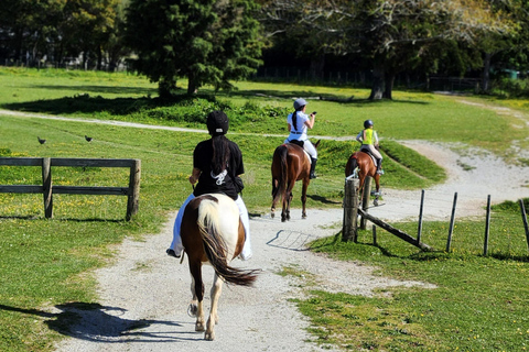 Auckland: Honey Center, Horse Riding & Sheep World Tour