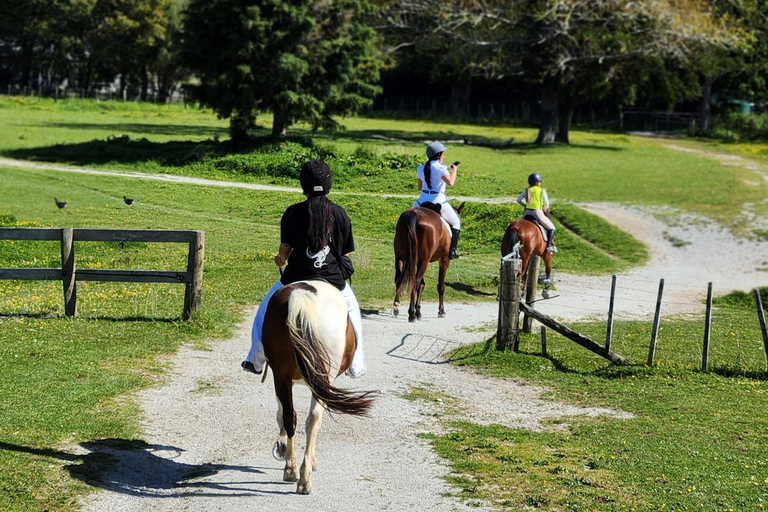 Auckland: Honey Center, Horse Riding & Sheep World Tour