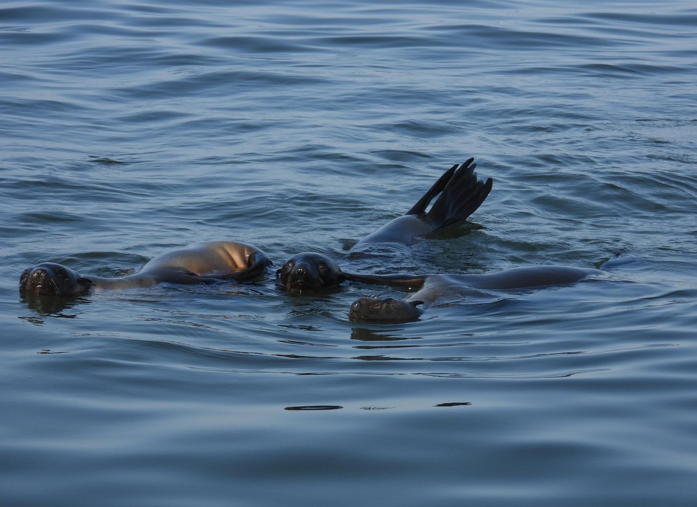 Walvis Bay: Kajak og Sandwich Harbour heldagstur
