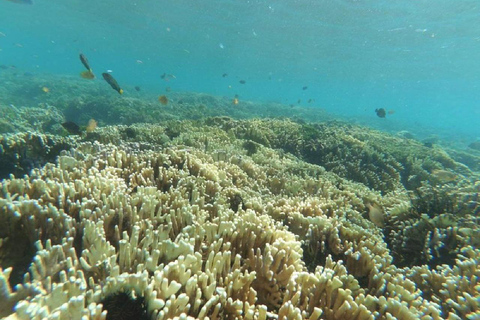 Excursion d&#039;une journée avec plongée en apnée Gili Layar/Gili Gede&amp;Gili Rengit