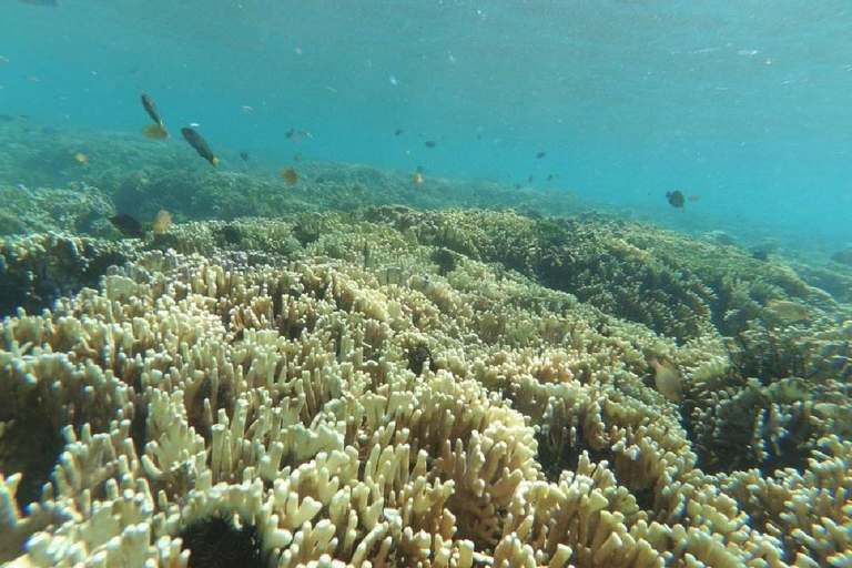 Viagem de 1 dia para mergulho com snorkel em Gili Layar/Gili Gede e Gili Rengit