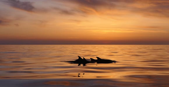 Pula: Private Sunset Boat Trip with Dolphins