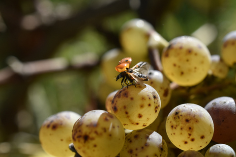 Educational hike in the Anjou vineyards Wine Hike