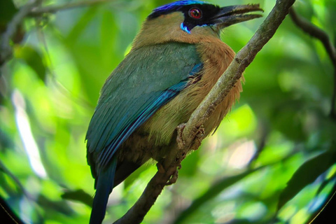 Manuel Antonio Park: Guided Tour to see animals &amp; beach timePrivate tour