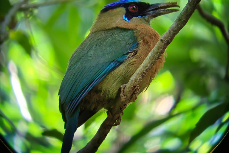 Manuel Antonio Park: Guided Tour to see animals &amp; beach timePrivate tour