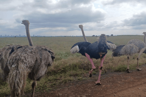 Nairobi: park narodowy, sierociniec dla słoni i centrum żyraf