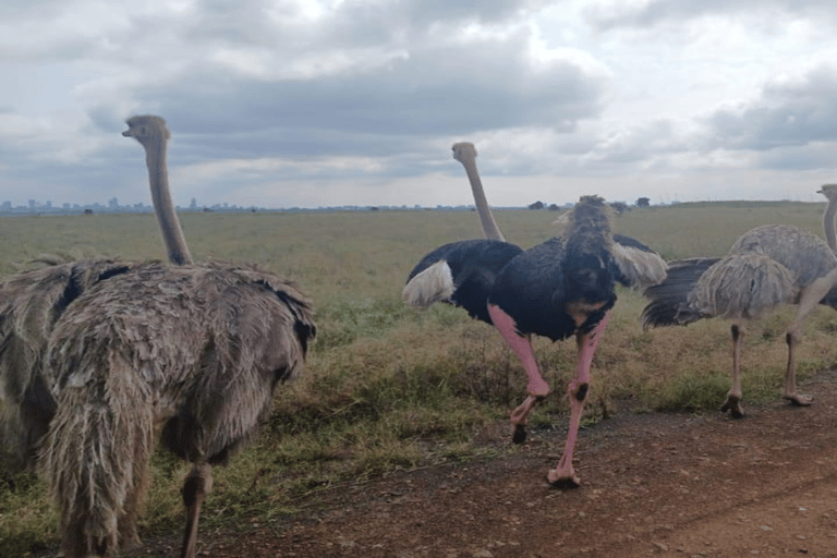 Nairobi: park narodowy, sierociniec dla słoni i centrum żyraf