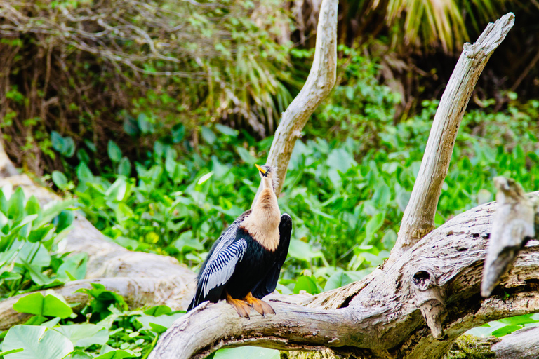 Silver Springs: Manatees, Monkeys, and Natural Spring Tour Luxury Wood Paddle Boards