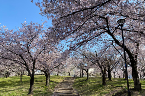 Osaka: Springtime Sakura Picnic "Hanami"