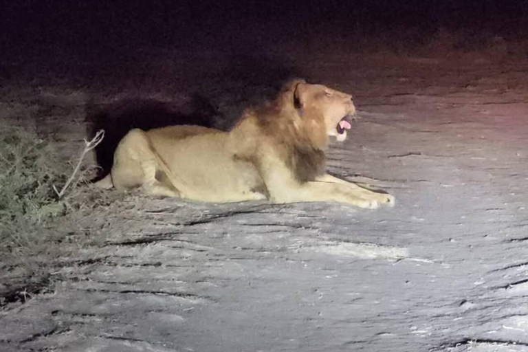 Nairobi National Park Night Safari with Armed Rangers