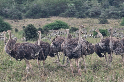 Nairobi: National Park, Karen Blixen Museum & Beads Safari