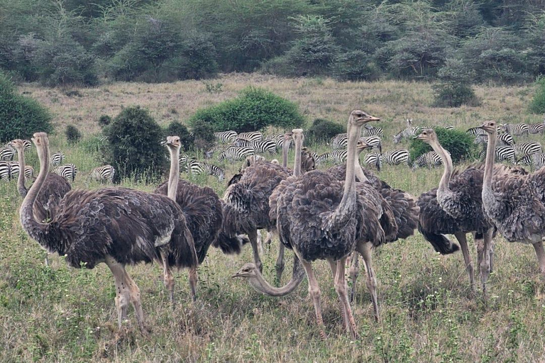 Nairobi: National Park, Karen Blixen Museum & Beads Safari