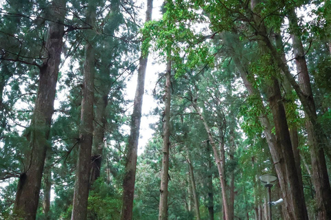 From Osaka/Kyoto: Mt. Koya & Nachi Falls Private Day Trip