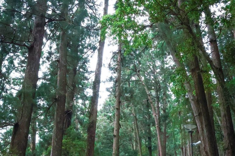 From Osaka/Kyoto: Mt. Koya & Nachi Falls Private Day Trip