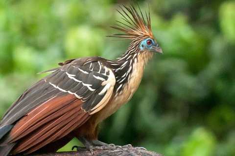 Desde Cusco: Excursión al Parque Nacional del Manu con Alojamiento