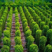 Phu Quoc: 4 days 3 nights cable car, village and Grand World Phu Quoc: 4 days 3 nights cable car, village and Grand World