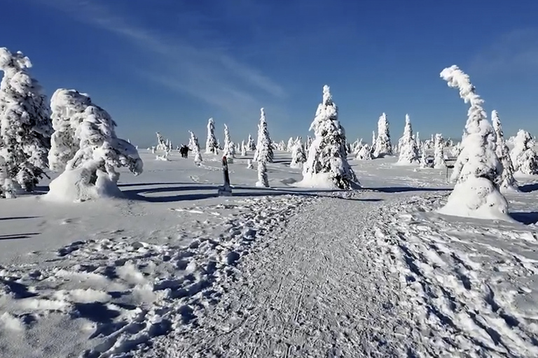 Rovaniemi: Local Guide Riisitunturi National Park Day Trip