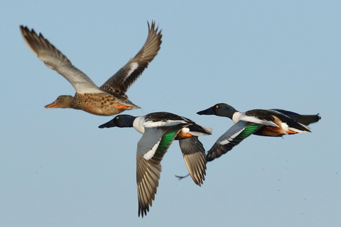 Camargue: Electric Safari with Guide in a private reserve