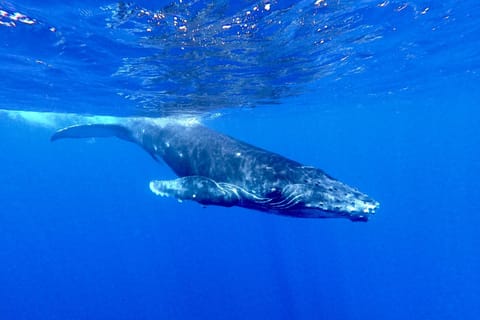 Tahiti : nagez avec les baleines en petit comité depuis Marina Taina