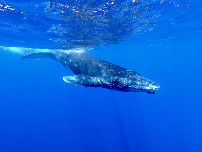 Tahiti : nagez avec les baleines en petit comité depuis Marina Taina