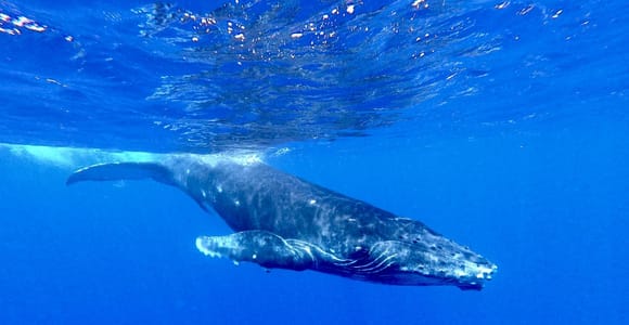 Tahiti: Swim with the whales in a small group from Marina Taina