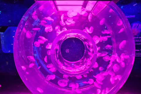 Bangkok: biglietto d'ingresso al SEA LIFE Bangkok Ocean WorldPrenotazione anticipata per date fuori stagione