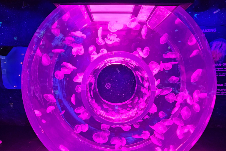 Bangkok: biglietto d'ingresso al SEA LIFE Bangkok Ocean WorldPrenotazione anticipata per date fuori stagione