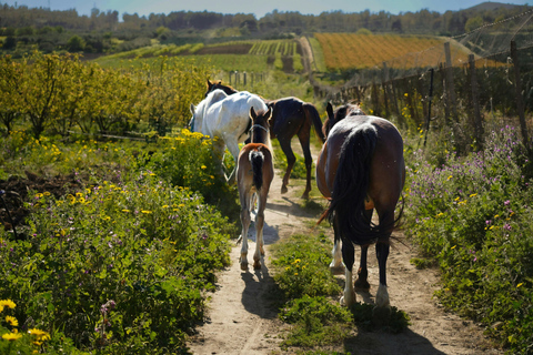 Ronda: Countryside Ride & Wine Experience