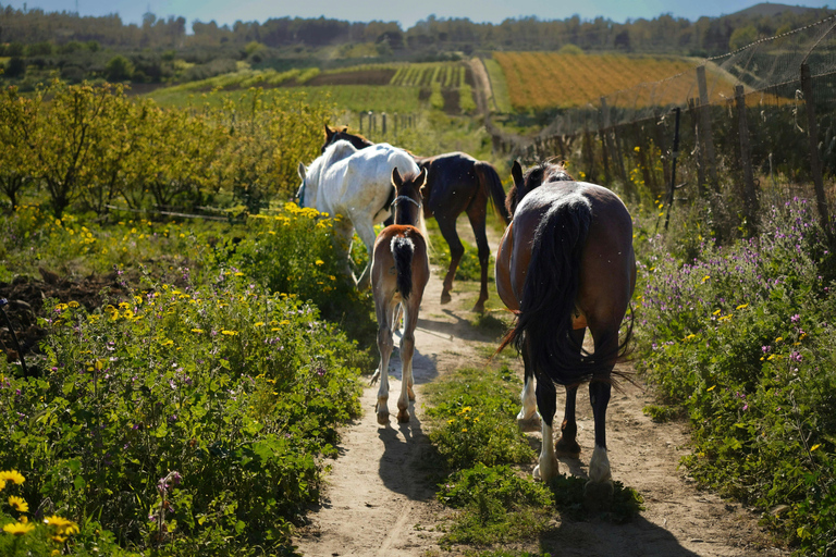 Ronda: Countryside Ride & Wine Experience