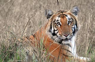 16-tägiges Wildtier-Abenteuer in Nepal: Terai, Tiger & Wildtiere