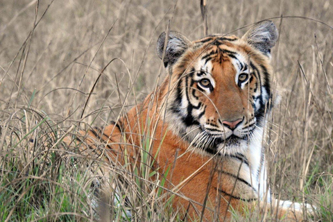 Nepal: 16-Day Tarai Wildlife Tour in Search of Bengal Tigers Nepal Wildlife Adventure 16-Day: Tarai, Tigers & Wildlife