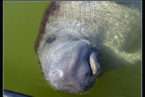 Marco Island: 10,000 Islands 3.5-hr Shelling & Dolphin Tour